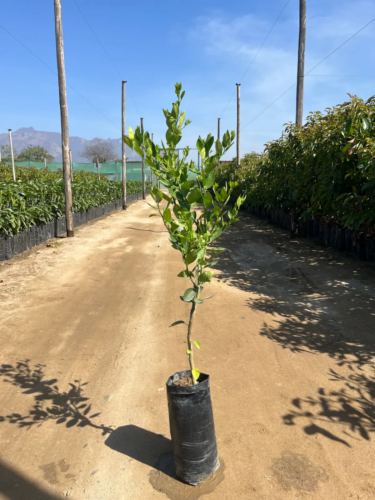 Plantones de limón Sutil sobre Volkameriano